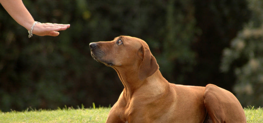 Person using hand signals with a dog