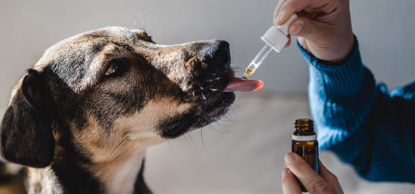 Pet owner measuring CBD dosage for their dog according to Bailey's guidelines.