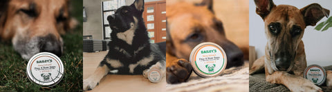 Experience the Difference with Bailey's CBD Paw & Nose Balm