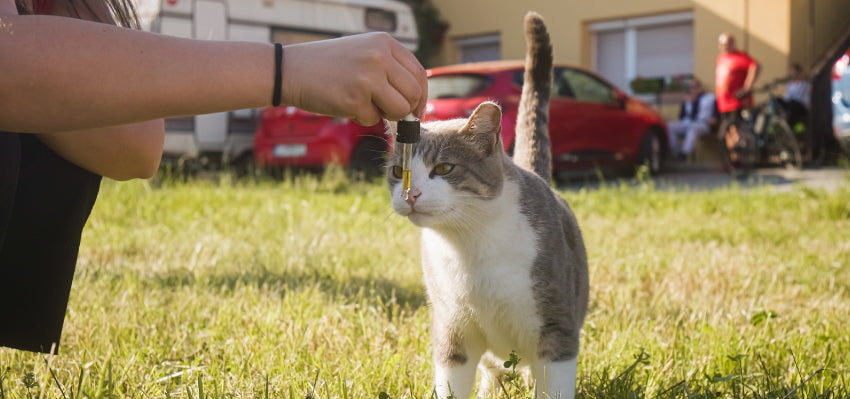 Safe CBD Dosage for Cats - Guidelines for Pet Owners