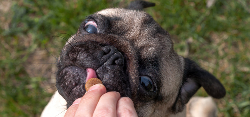 Pug eating Bailey's CBD Soft Chew