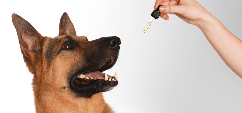 Safety of CBD Oil for Dogs: Benefits and Considerations