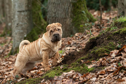 Shar-Pei standing in the forest