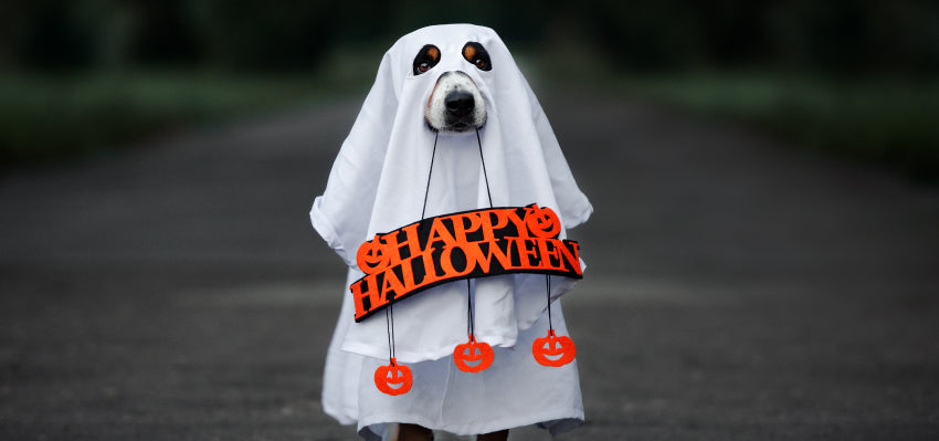 Understanding Halloween Stressors for Pets - Noise, Costumes, and Routine Disruptions