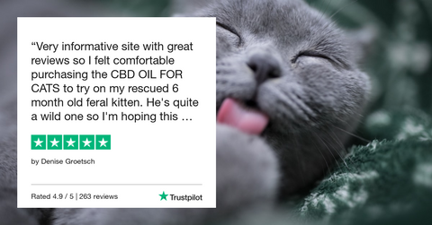 Best CBD Oil For Cats With Constipation and Anxiety Is Bailey's CBD For Pets Full Spectrum CBD For Cats