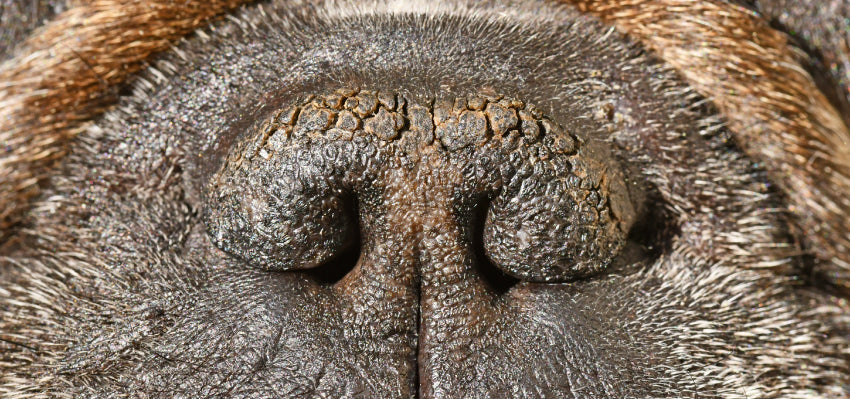 Understanding Dog Health - Why is My Dog's Nose Dry and Cracked?