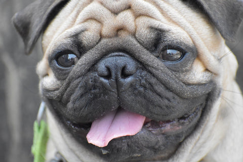 Close-up of Pug with tongue sticking out