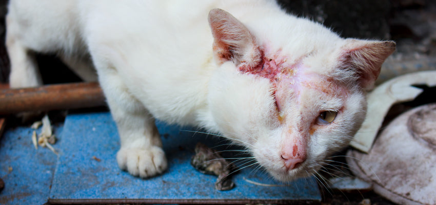 Cat with injured eye