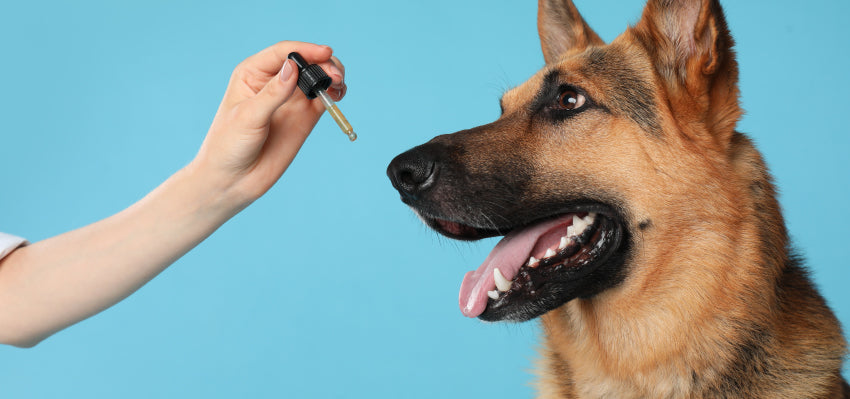 CBD dosage guide for dogs by veterinarian Dr. Robert Silver