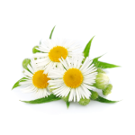 Chamomile Icon for Calming Effect