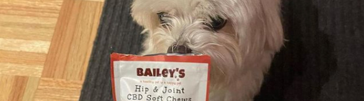 Happy Dog Posed With Bailey's Hip and Joint CBD Soft Chews For Dogs