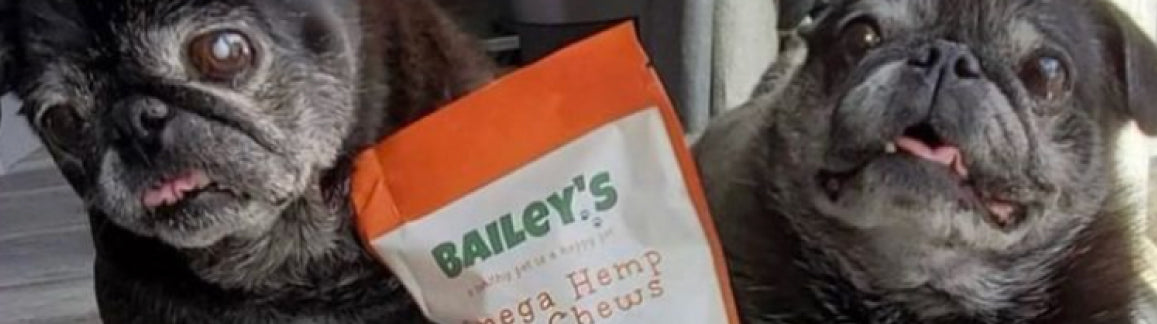 CBD Dog Treats Banner Image - Cute pug dog posed next to Bailey's Omega Hemp CBD Soft Chews For Dogs