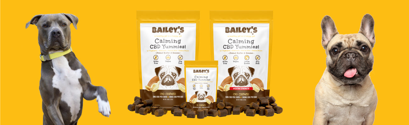 A Pitbull and a French Bulldog posing with Bailey's Calming CBD Yummies for Dogs