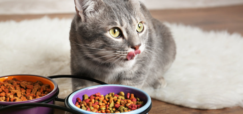 happy cat eating cat food with cbd oil for cats