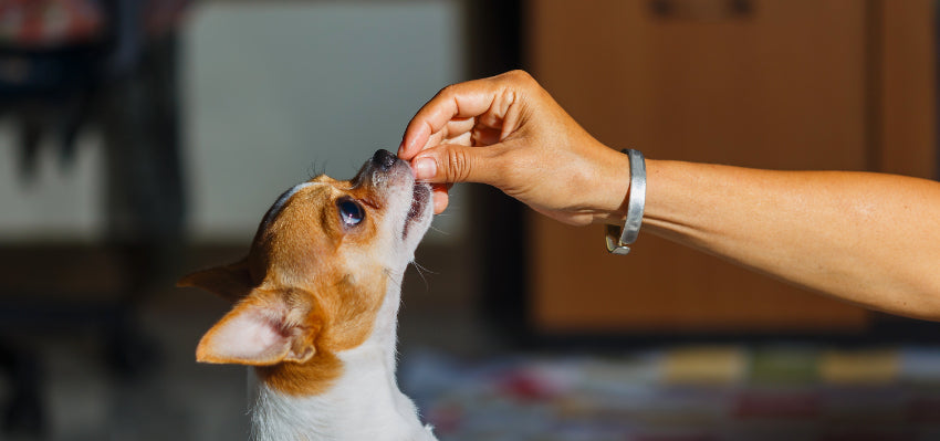 Hemp treats for dogs, precise CBD doses for wellness