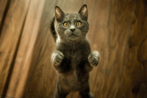 A grey cat stands on its hind legs looking expectant.