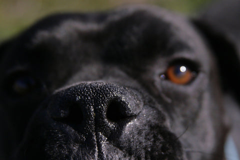 Detailed view of a Black Boxer Dog showcasing unique coat and features