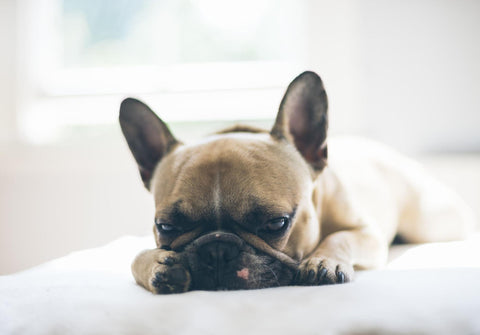 A French Bulldog looks unhappy and possibly unwell.
