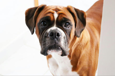 A fawn and white German Boxer with black accents around the eyes.