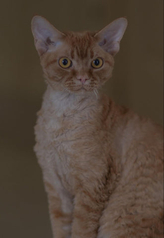 Curly-haired cats gazing curiously with their expressive eyes