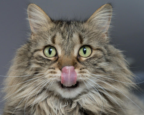 A hungry Maine Coone cat licks its lips.