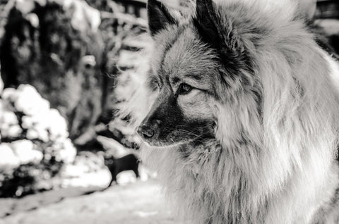 A black and white photo of a Keeshond, symbolizing Dutch dog heritage