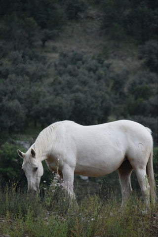 A pure white Andalusian horse grazes in a field with some wildflowers around.