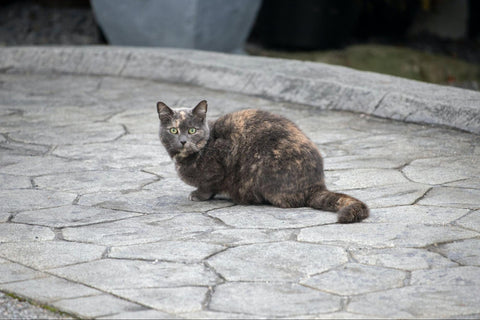 Captivating Gaze of a Dilute Tortoiseshell Cat