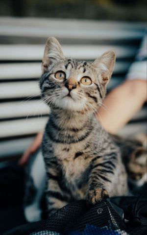 Tabby kitten with golden eyes