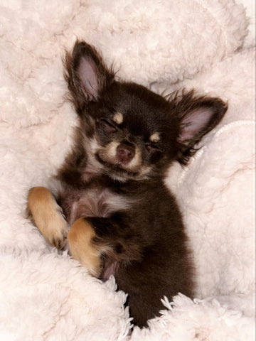 A tiny brown and tan puppy smiles in its sleep with its ears sticking out.