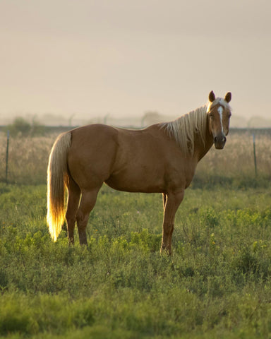 A beautiful golden Palomino horse stands regally in a field.