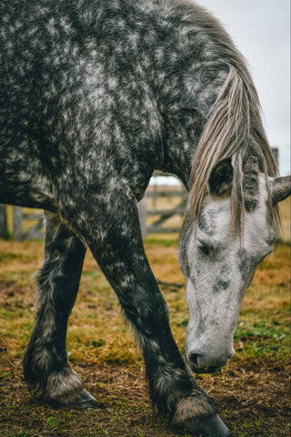 Dapple Grey horses in a distinctive and captivating appearance.