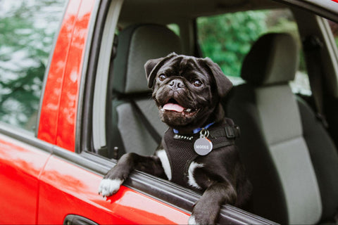 A black pug happily buckled into a red vehicle, panting out the window.