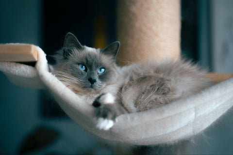 Grey Ragdoll cats lying comfortably on a swing.