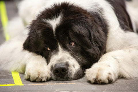 A sweet-looking black and white Newfoundland lays on the ground.