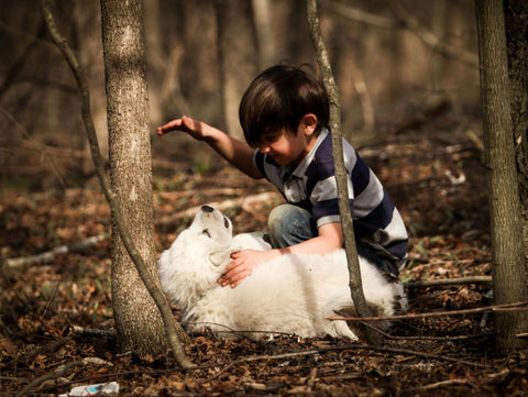 A young boy plays with a Great Pyrenees puppy amidst small trees, branches, and leaves.