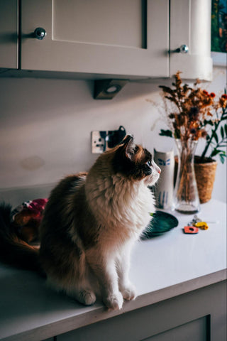 A fluffy orange, black, and white cat waits on a countertop.