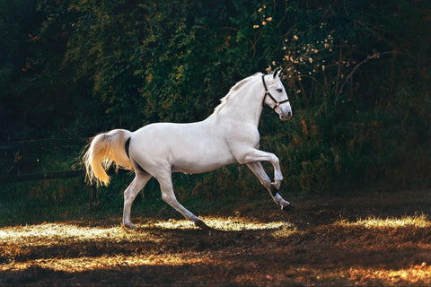 A white horse in a green field