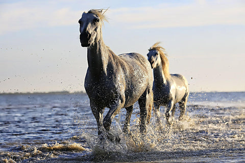 Two Grulla horses walking in the water