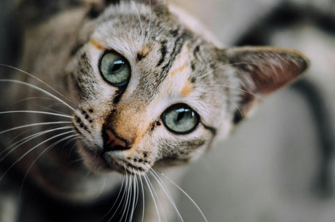 Cat with green eyes showing signs of conjunctivitis