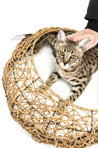 A Savannah Cat comfortably sitting in a cat bed, showcasing its distinctive appearance