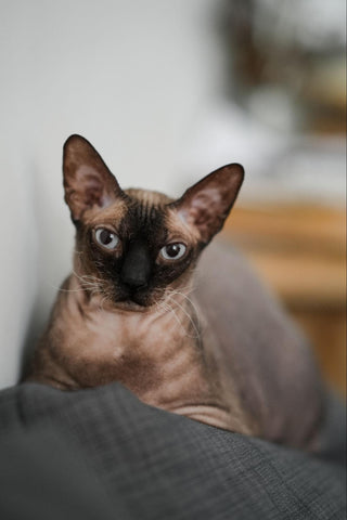 Tan and brown colored Peterbald cat