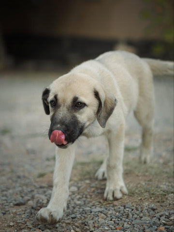 Anatolian Shepherd puppy licking its nose