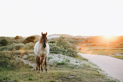 Roan-colored horse walking in front of sunset