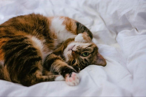 Playful Torbie cat laying on its back