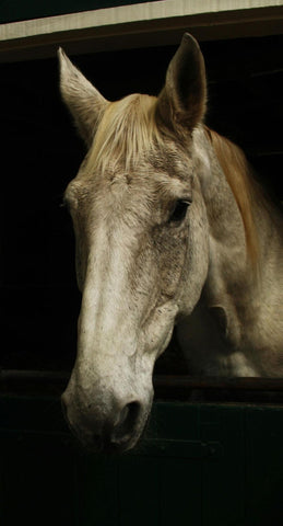 White horse in a stable
