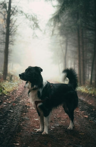 A fluffy black and white dog standing proudly in a forest with its tail curled into the air, symbolizing dog tail biting issues.