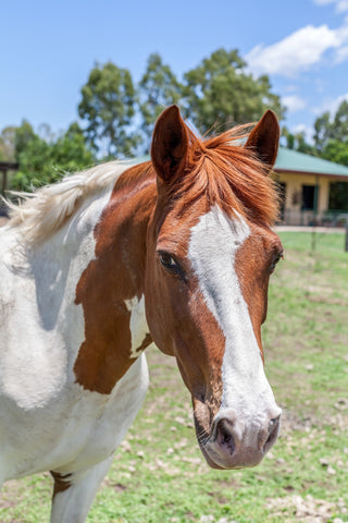 A white paint horse with distinctive brown markings on its face