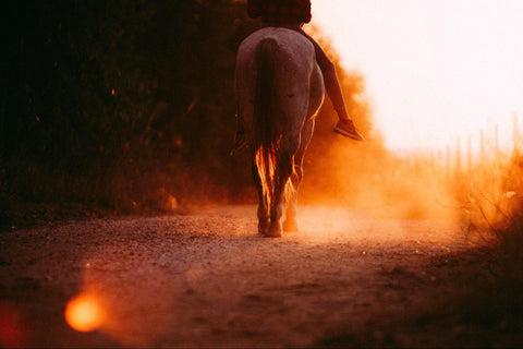 A buckskin horse walking in a field against a backdrop of a sunset.