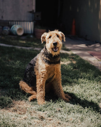 Airedale Terriers sitting in a grass, embodying the breed's intelligence and versatility